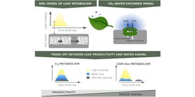 Die Forscher entwickelten ein kombiniertes Blattstoffwechsel-/Gasaustauschmodell zur Vorhersage von Wassereinsparung und Produktivität in gemäßigten Klimazonen.