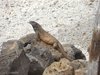 Leguane auf Clarion Island 