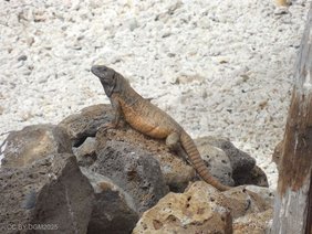 Leguane auf Clarion Island 
