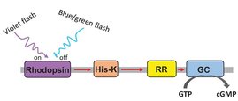 Violettes Licht stößt im Lichtsensor-Protein switch-Cyclop eine Signalkette an