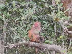 Die Mangrovenwäldern der Sundarbans bieten Lebensraum für zahlreiche Arten.  