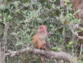 Die Mangrovenwäldern der Sundarbans bieten Lebensraum für zahlreiche Arten.  