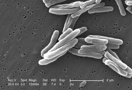  Mycobacterium tuberculosis