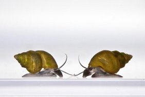 neuseeländische Süßwasserschnecke