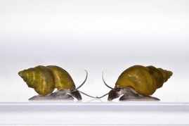 neuseeländische Süßwasserschnecke