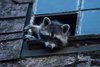 Waschbär (Procyon lotor) in einem Gebäude am Stadtrand Berlins Waschbär (Procyon lotor) in einem Gebäude am Stadtrand Berlins