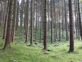Wald im Wandel