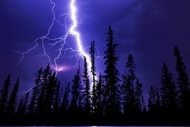 320 Millionen Bäume sterben jährlich an Blitzschlag