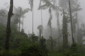 Unzählige bislang noch unbekannte Tierarten leben in den Nebelwäldern Ecuadors BIO-GEEC