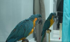 Blaukehlaras