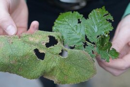 Jasmonsäure bewirkt, dass beschädigte Blätter von Pflanzen für Fraßfeinde unbekömmlich werden. In Bielefeld wurde eine Vorstufe des Hormons erzeugt. Mit ihm lässt sich etwa testen, wie die Fitness von Pflanzen verbessert werden kann. 