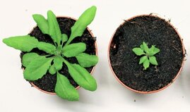 Aufnahmen der Modellpflanze Arabidopsis thaliana. 
