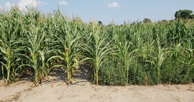 Beeinträchtigung des Maiswachstums durch Wasserhanf