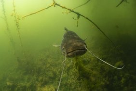 Wels in einem See. Wels in einem See.