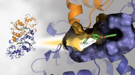 Struktur der Phosphoglykolat-Phosphatase