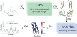 Grafische Darstellung von FliPS - ein Modell, das lernt, neue flexible Proteine zu erzeugen. 