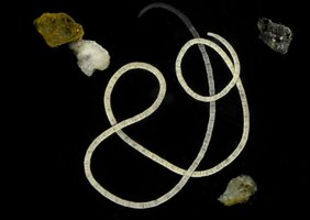 Darmlose Meereswürmer Pfllanzensterole 