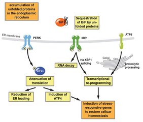 Überblick über die ‚Unfolded Protein Response‘ (UPR)