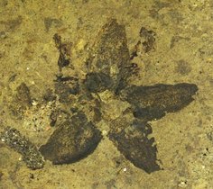 Die neu entdeckte, fossile Lindenblüte Tilia magnasepala. 