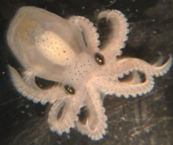 Kalifornischer Zweipunkt-Oktopus (Octopus bimaculoides). Embryo im letzten Stadium vor dem Schlüpfen.
