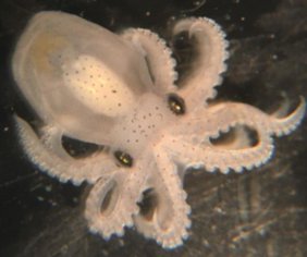 Kalifornischer Zweipunkt-Oktopus (Octopus bimaculoides). Embryo im letzten Stadium vor dem Schlüpfen.