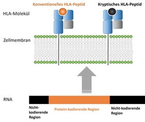 Abbildung 1: Schematische Darstellung der Entstehung und Präsentation von kryptischen Peptiden  