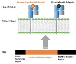 Abbildung 1: Schematische Darstellung der Entstehung und Präsentation von kryptischen Peptiden  