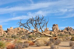 Wüstenlandschaft im Joshua-Tree-Nationalpark, Kalifornien  