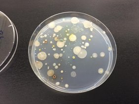 Die neue Studie liefert Belege für einen Nährstoffaustausch in Bakteriengemeinschaften. Agarplatte mitz Bakterienbewuchs
