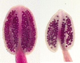 Reife Staubbeutel von Arabidopsis thaliana: Im Vergleich zum Wildtyp (links) enthält die rdp1-Mutante (rechts) fast nur die Hälfte der Pollenkörner (in magenta). 