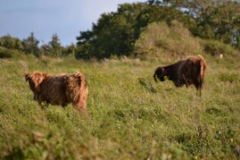 Tiere auf der Weide