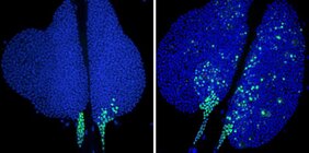 Fehlt in Zellen von Fruchtfliegenlarven ein Teil des NuRD-Komplexes, so wird in weiten Bereichen der Lymphdrüse ein Gen angeschaltet, das zur Zelldifferenzierung beiträgt 