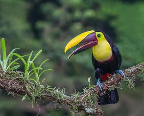 In den Tropen Südamerikas ist die Artenvielfalt viel höher als in Afrika
