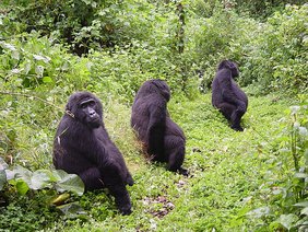   Drei weibliche Berggorillas im Bwindi Impenetrable National Park, Uganda. 