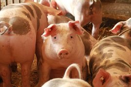 Schweine