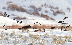   Ein Wolf vertreibt Elstern und Raben von einem Wapiti-Kadaver im Yellowstone-Nationalpark. 