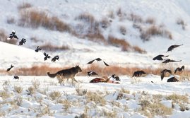   Ein Wolf vertreibt Elstern und Raben von einem Wapiti-Kadaver im Yellowstone-Nationalpark. 