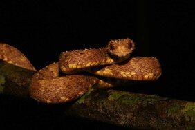 Buschviper Atheris hirsuta 