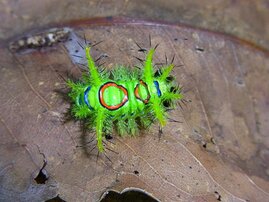 Asselspinnerraupe, Panguana Station, westliches Amazonien, Peru 