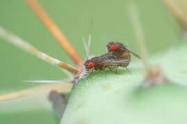 Männchen und Weibchen der Taufliege Drosophila mojavensis wrigleyi bei der Paarung.