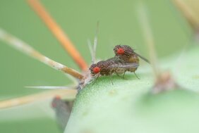 Männchen und Weibchen der Taufliege Drosophila mojavensis wrigleyi bei der Paarung.