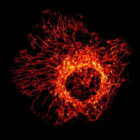 Mitochondrien-Netzwerk in einer Zelle. 