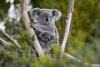 Koalas im Baum
