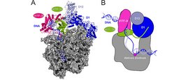 Das Bild zeigt die Struktur der viralen Polymerase (grau) mit dem ringförmigen Transkriptionsfaktoren VITF-3l (rot) und VITF-3s (grün). Die umschlossene DNA ist in blau zu sehen. 