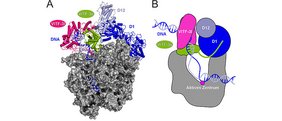 Das Bild zeigt die Struktur der viralen Polymerase (grau) mit dem ringförmigen Transkriptionsfaktoren VITF-3l (rot) und VITF-3s (grün). Die umschlossene DNA ist in blau zu sehen. 