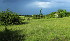 Einer der untersuchten Graslandflächen im Val-de-Sevre in Südwest-Frankreich. 
