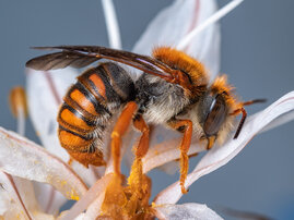Die südeuropäische Biene Rhodanthidium sticticum beim Blütenbesuch.