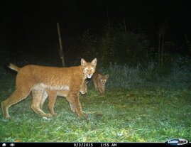 Eine Luchsin durchquert mit Ihren Jungtieren einen Fotofallenstandort. Einige wenige gut etablierte Tiere bekommen in jedem Jahr Nachwuchs. Sie bilden das Rückgrat der Luchspopulation. 