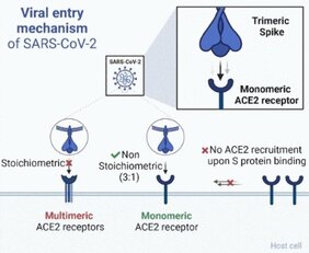 Eingangspforte für Coronaviren