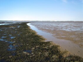 Die sich rasch ausbreitende Alge Vaucheria velutina häuft über sandigem Wattboden große Mengen Schlick an 